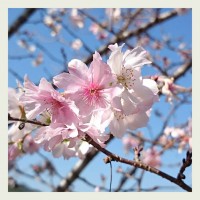 お会式桜